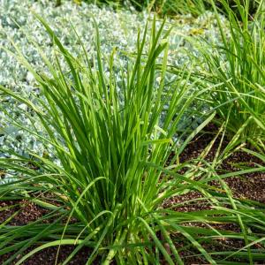 Ciboule de Chine - Cuisine du Monde